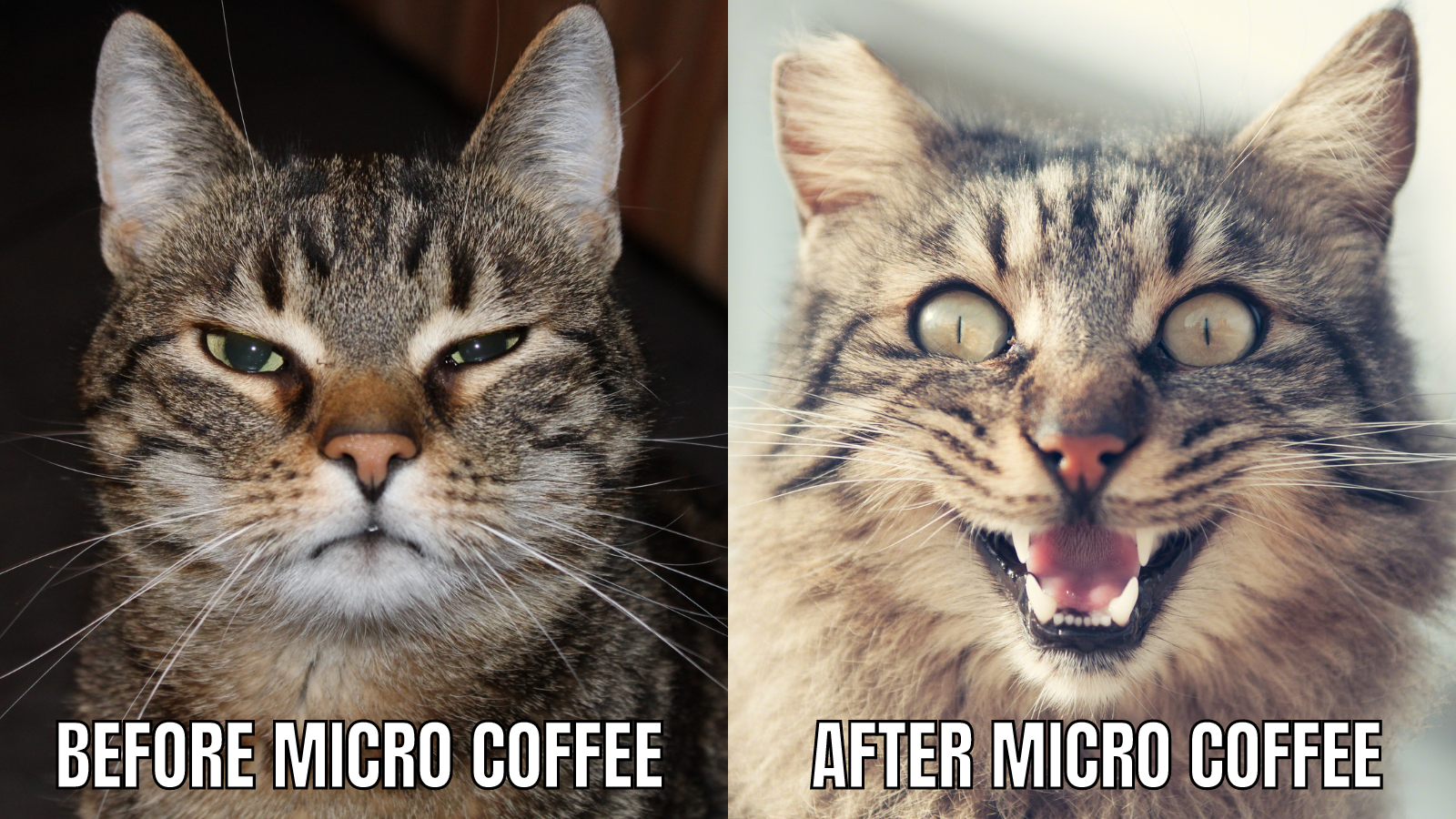 micro coffee 