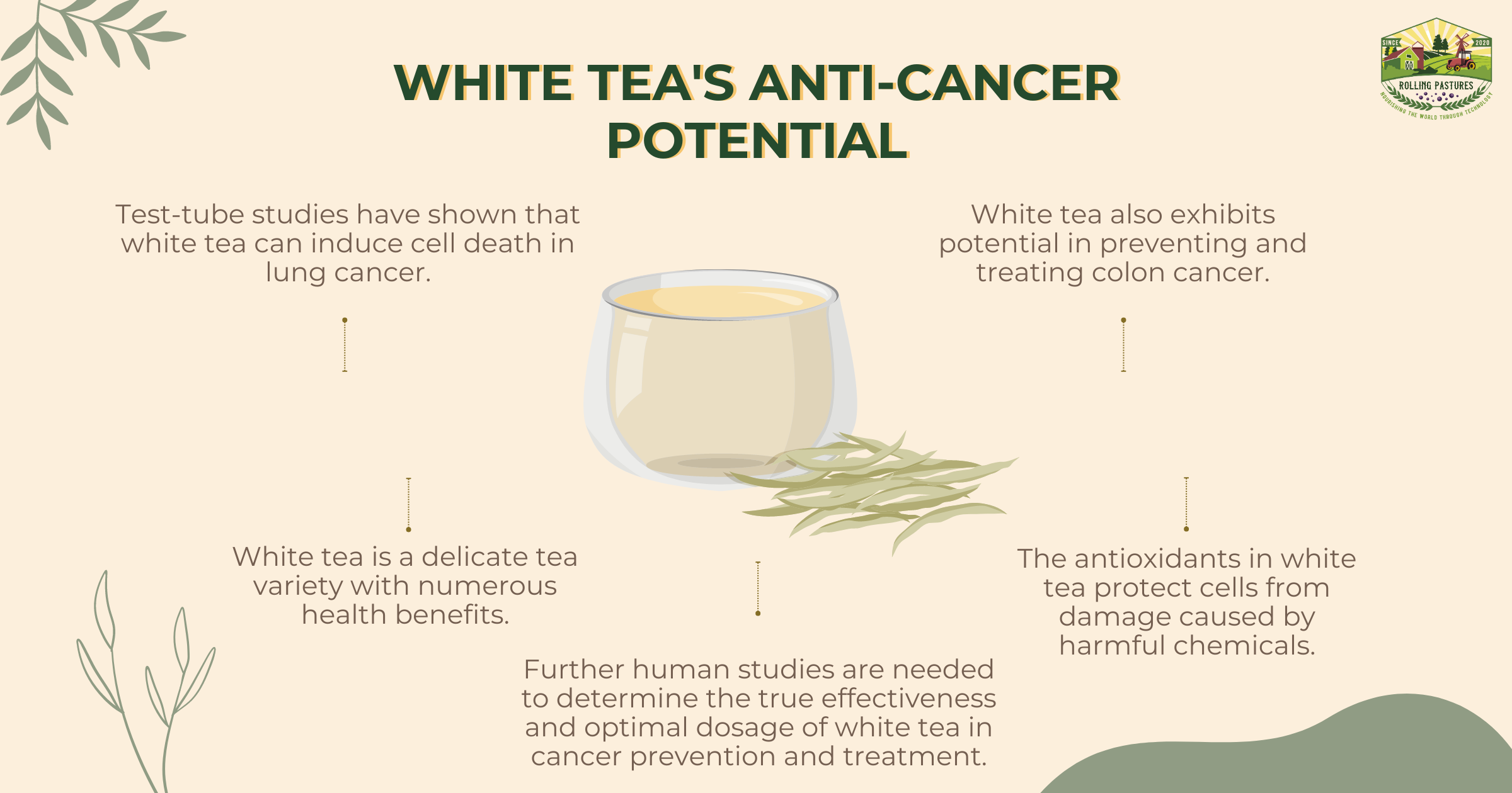 White Tea's Potential to Fight Cancer